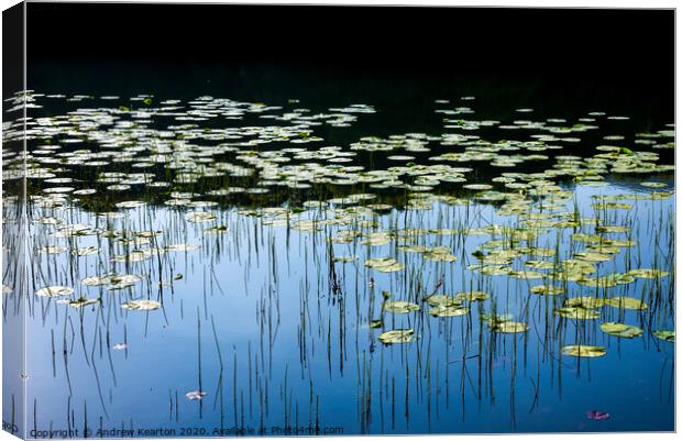 Water lilies in a welsh lake Canvas Print by Andrew Kearton