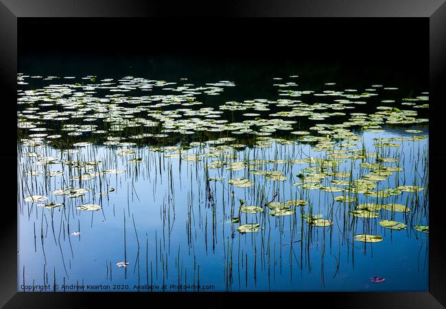 Water lilies in a welsh lake Framed Print by Andrew Kearton