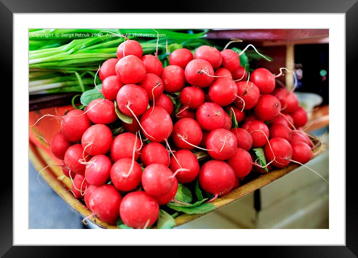Dry tubers of red radish on the background of green onions in blur. Framed Mounted Print by Sergii Petruk