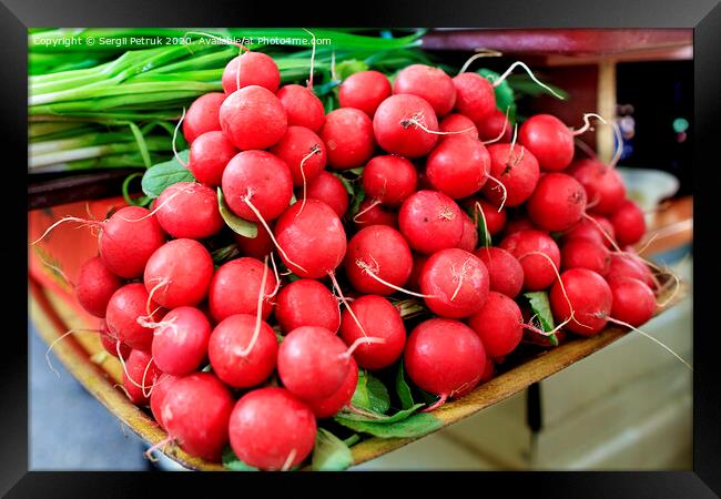 Dry tubers of red radish on the background of green onions in blur. Framed Print by Sergii Petruk