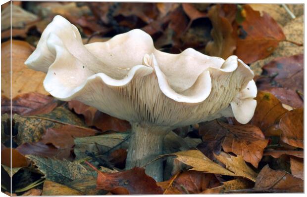 Fleecy Milkcap Fungus Canvas Print by Arterra 
