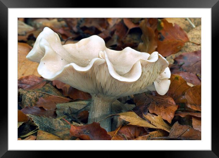 Fleecy Milkcap Fungus Framed Mounted Print by Arterra 