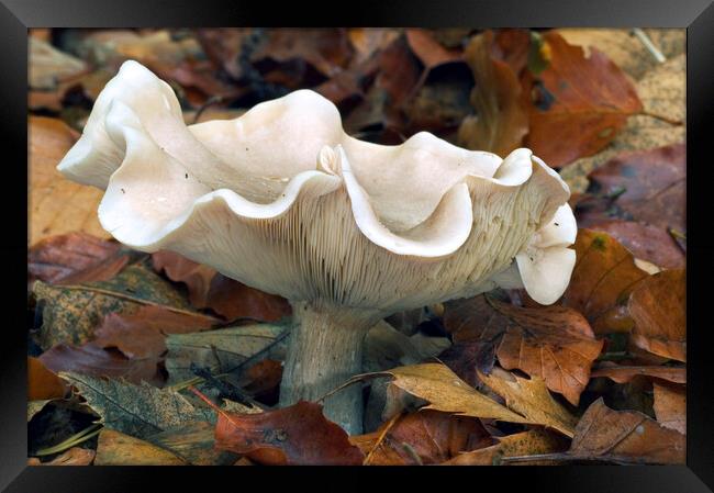 Fleecy Milkcap Fungus Framed Print by Arterra 