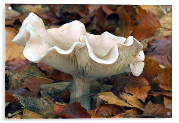 Fleecy Milkcap Fungus Acrylic by Arterra 