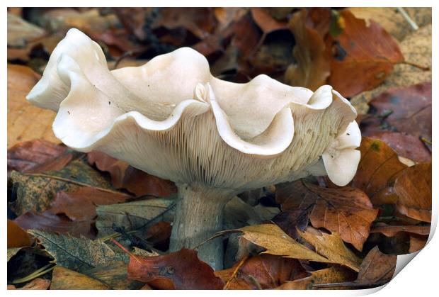 Fleecy Milkcap Fungus Print by Arterra 