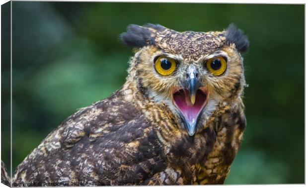 Screeching Eagle owl Canvas Print by Paddy Art