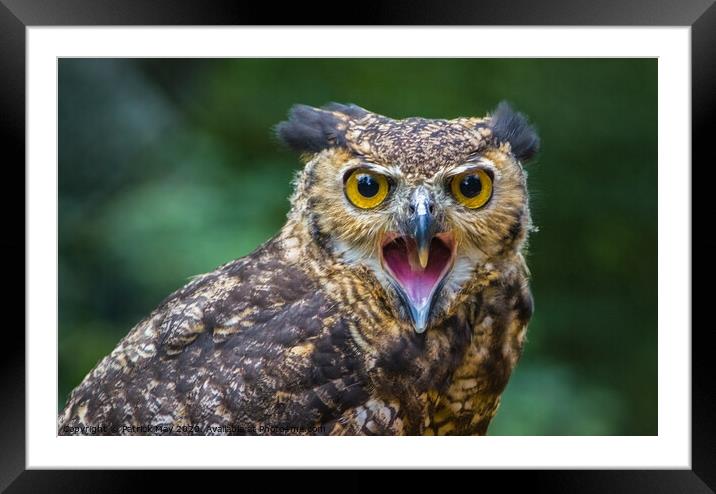 Screeching Eagle owl Framed Mounted Print by Paddy Art