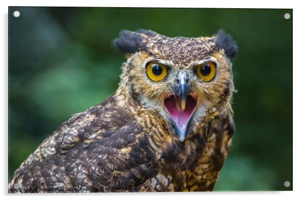 Screeching Eagle owl Acrylic by Paddy Art