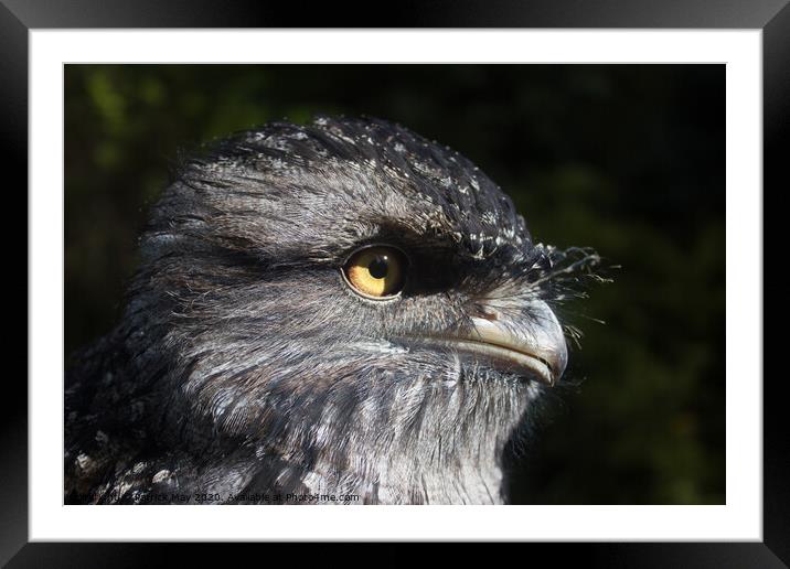 Tawny Frogmouth Framed Mounted Print by Paddy Art