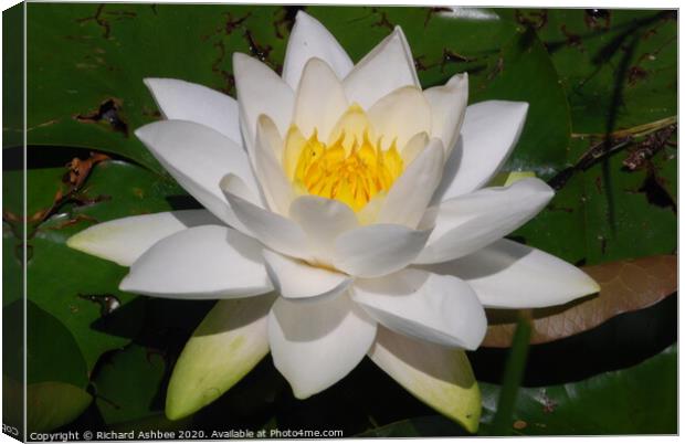 White water lily Canvas Print by Richard Ashbee