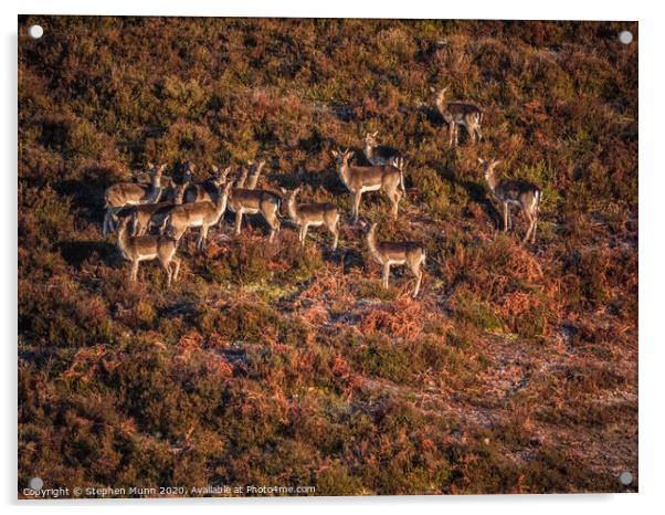 New Forest Deer Acrylic by Stephen Munn