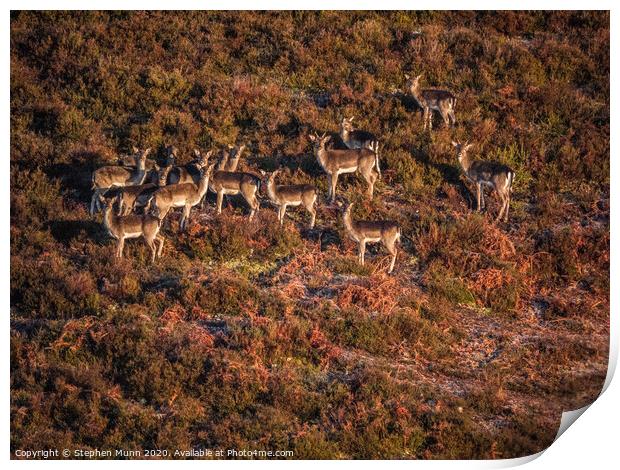 New Forest Deer Print by Stephen Munn