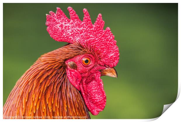 Close up of a Cockrel Print by Richard Ashbee