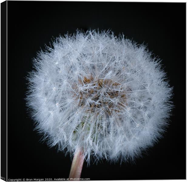 Dandelion with fine droplets of water Canvas Print by Bryn Morgan