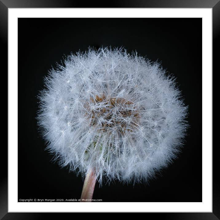 Dandelion with fine droplets of water Framed Mounted Print by Bryn Morgan