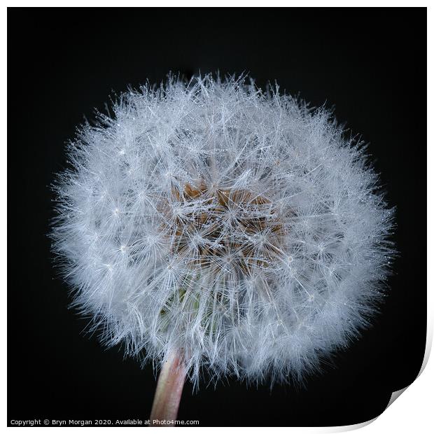 Dandelion with fine droplets of water Print by Bryn Morgan