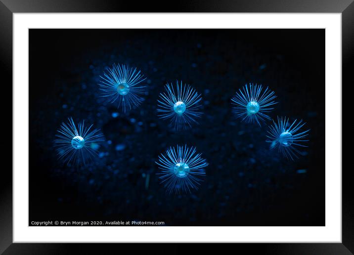 Dandelion fireworks Framed Mounted Print by Bryn Morgan