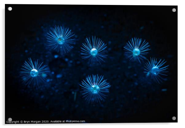 Dandelion fireworks Acrylic by Bryn Morgan