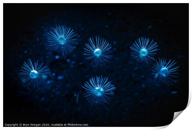 Dandelion fireworks Print by Bryn Morgan