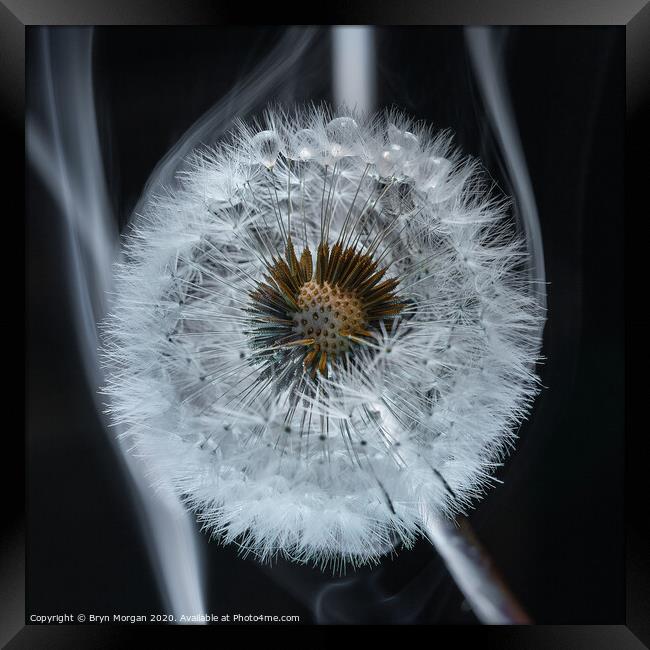 Dandelion amongst smoke Framed Print by Bryn Morgan