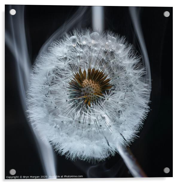 Dandelion amongst smoke Acrylic by Bryn Morgan