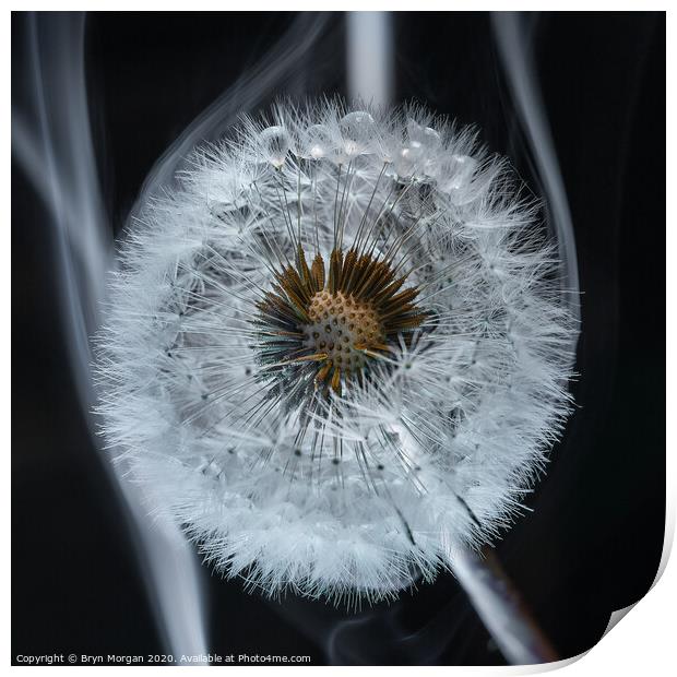 Dandelion amongst smoke Print by Bryn Morgan