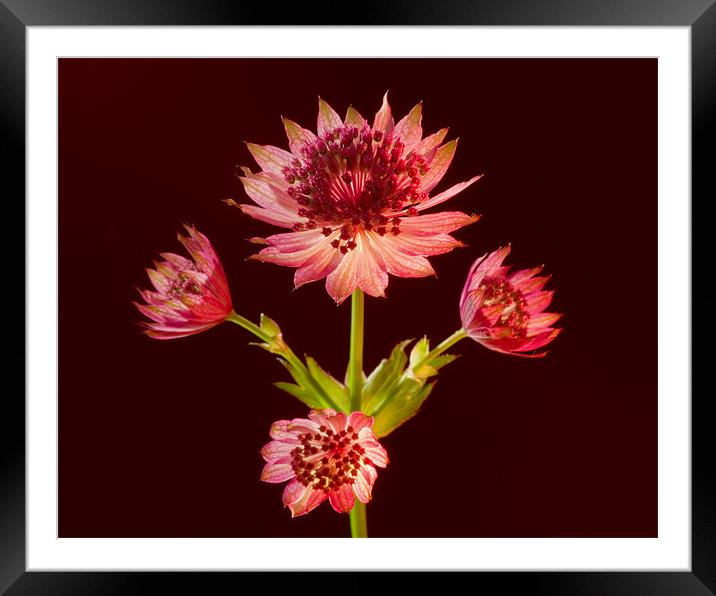 Astrantia Framed Mounted Print by Pete Hemington