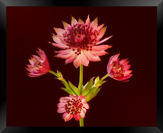 Astrantia Framed Print by Pete Hemington