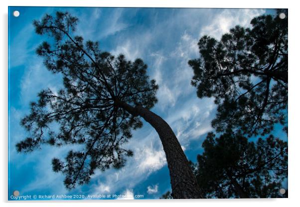 Twisted pine tree silhouette Acrylic by Richard Ashbee