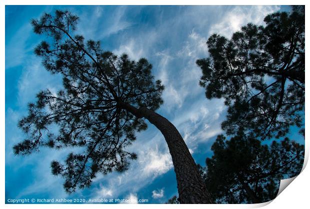 Twisted pine tree silhouette Print by Richard Ashbee