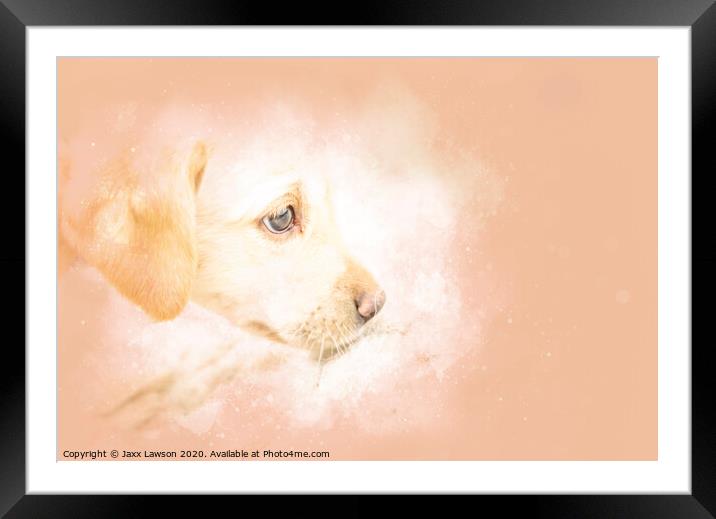 Stitch the Labrador puppy Framed Mounted Print by Jaxx Lawson