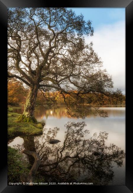 Stunning Autumn Fall landscape of lake in stunning sunrise soft light in English countryside Framed Print by Matthew Gibson