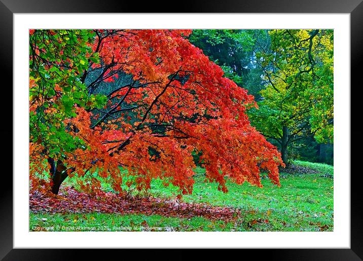 Autumn Colours Framed Mounted Print by David Atkinson