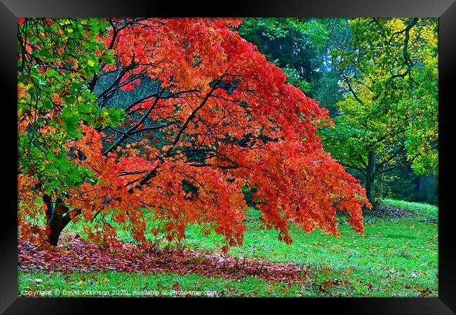 Autumn Colours Framed Print by David Atkinson