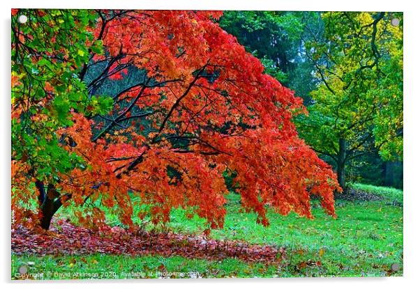 Autumn Colours Acrylic by David Atkinson