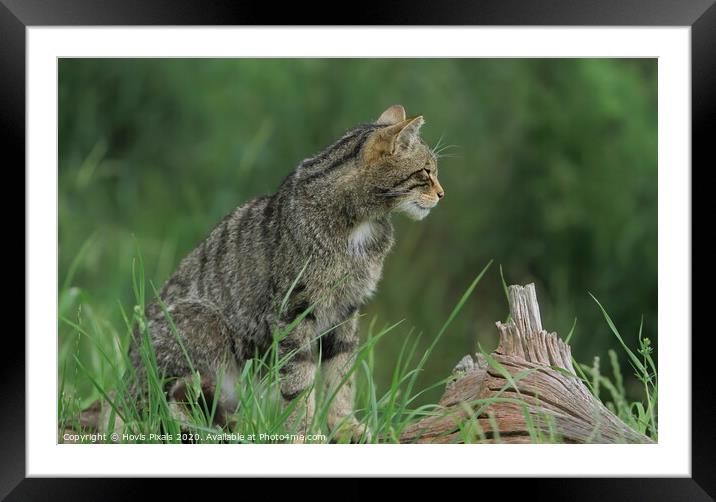 Scottish Wildcat ( profile ) Framed Mounted Print by Dave Burden