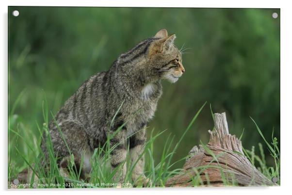 Scottish Wildcat ( profile ) Acrylic by Dave Burden