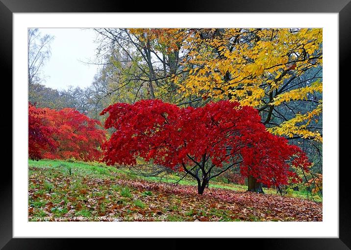 Red Tree  Framed Mounted Print by David Atkinson