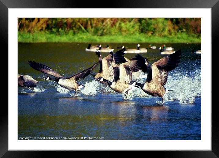 Goose Race Framed Mounted Print by David Atkinson