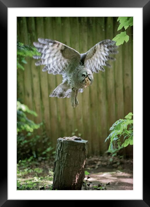 Owl in Flight Framed Mounted Print by Tony Brooks