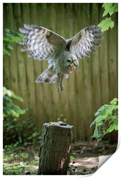 Owl in Flight Print by Tony Brooks