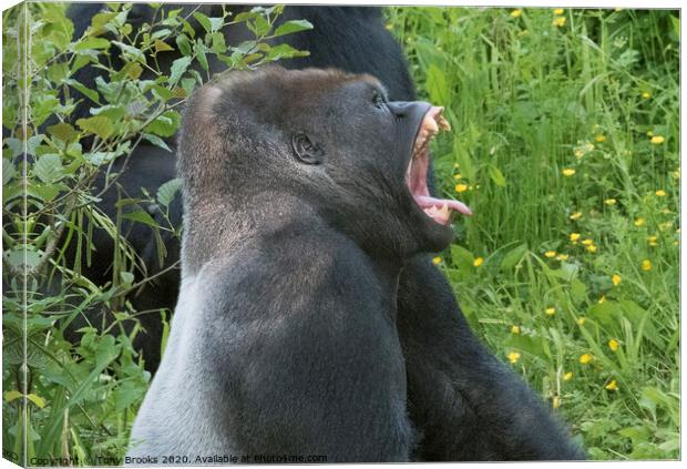Laughing Gorilla Canvas Print by Tony Brooks
