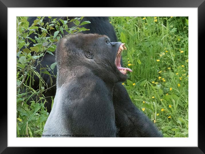 Laughing Gorilla Framed Mounted Print by Tony Brooks