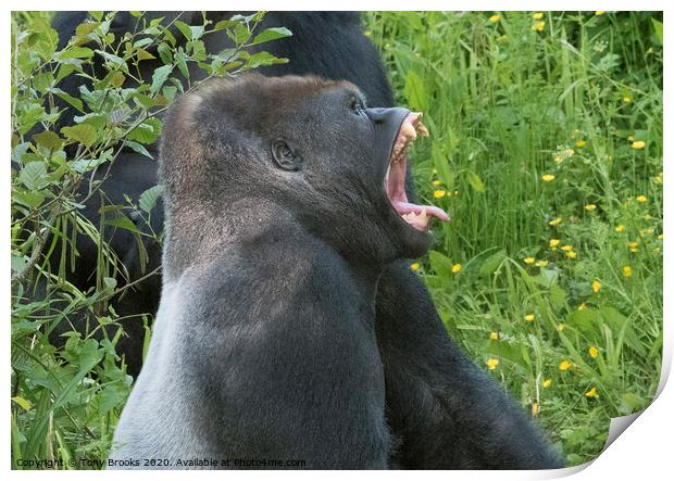 Laughing Gorilla Print by Tony Brooks