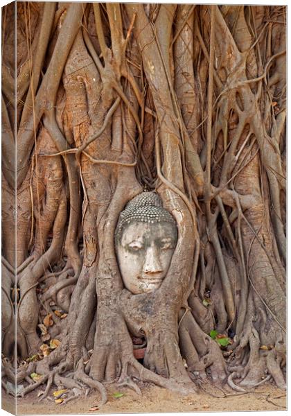Buddha Head Embedded in Tree Roots at Wat Mahathat in Thailand Canvas Print by Arterra 