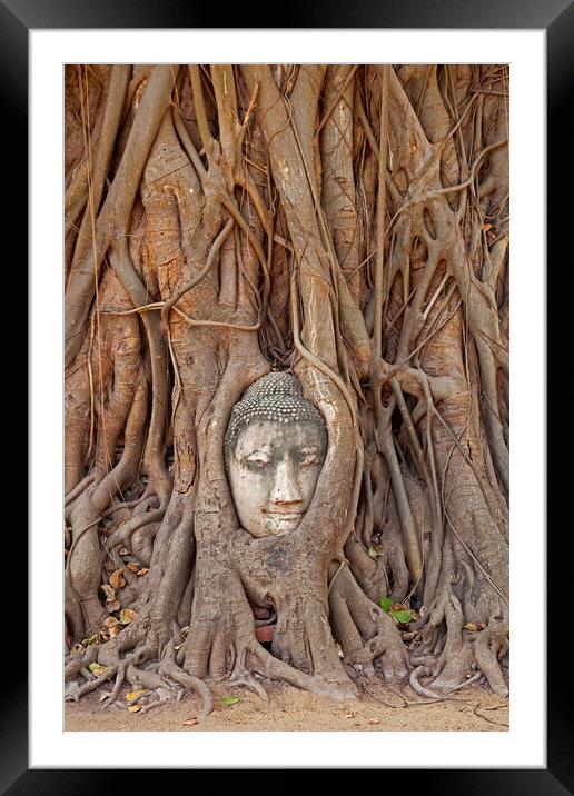 Buddha Head Embedded in Tree Roots at Wat Mahathat in Thailand Framed Mounted Print by Arterra 