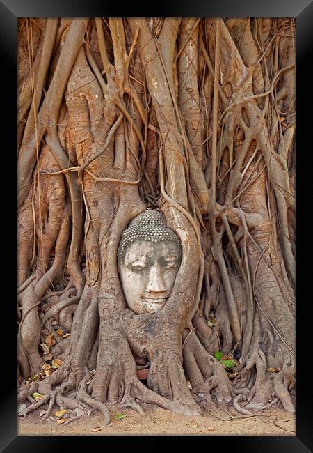 Buddha Head Embedded in Tree Roots at Wat Mahathat in Thailand Framed Print by Arterra 