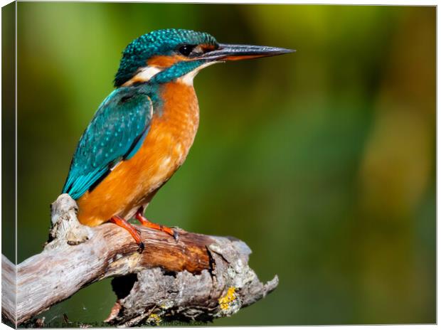 Female Kingfisher Canvas Print by Paul Tyzack