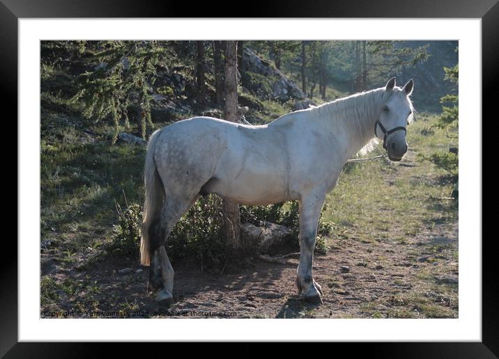 A white horse  Framed Mounted Print by Yulia Vinnitsky