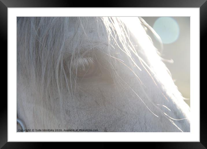 A portrait of a horse Framed Mounted Print by Yulia Vinnitsky